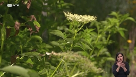 Plantas em Ação