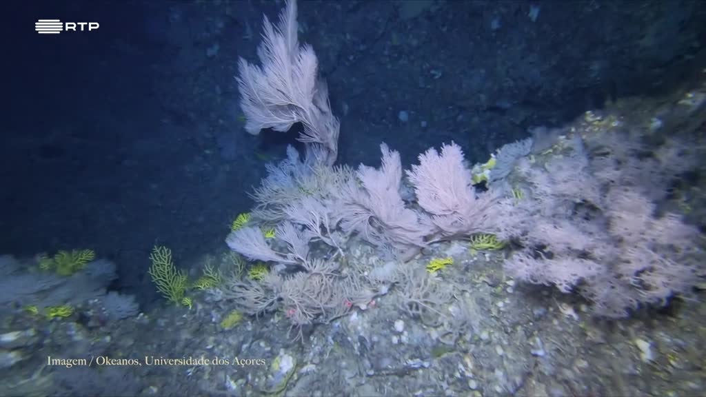 Imagem de Biosfera - Mineração em Mar Profundo