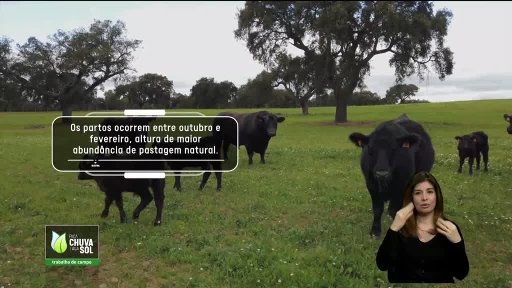 Imagem de Faça Chuva Faça Sol