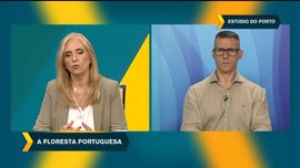 Imagem de A Floresta Portuguesa