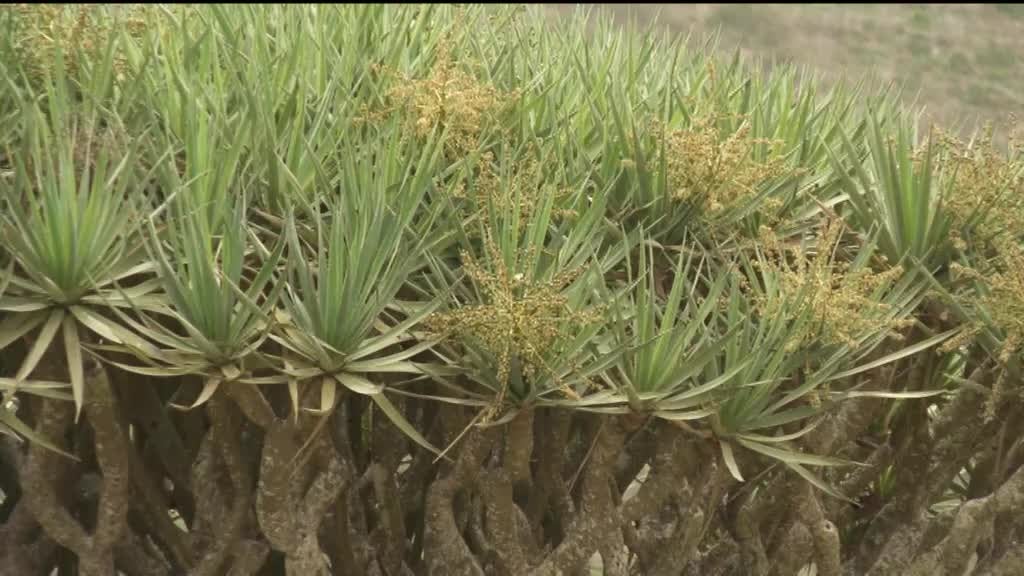 Imagem de Nha Terra Nha Cretcheu