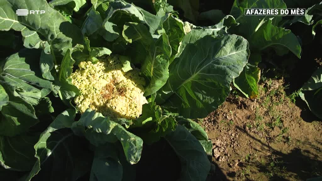 Imagem de Afazeres do Mês