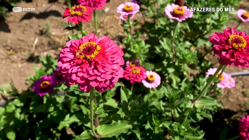 Imagem de Afazeres do Mês