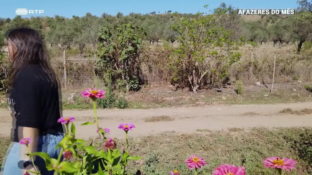 Imagem de Afazeres do Mês