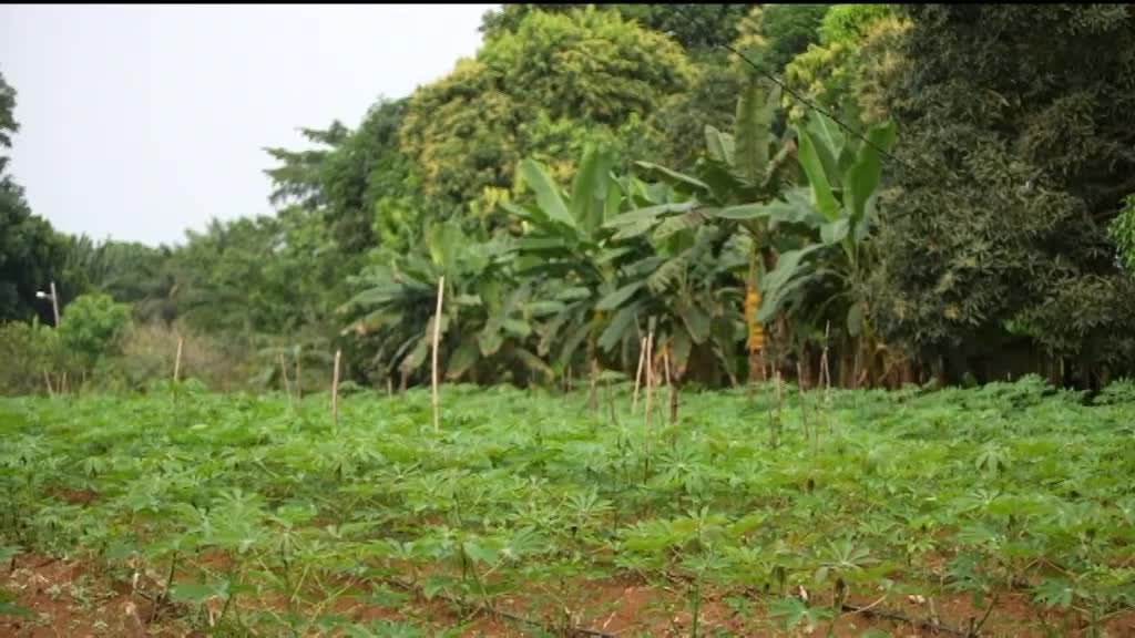 Imagem de Pérolas do Oceano