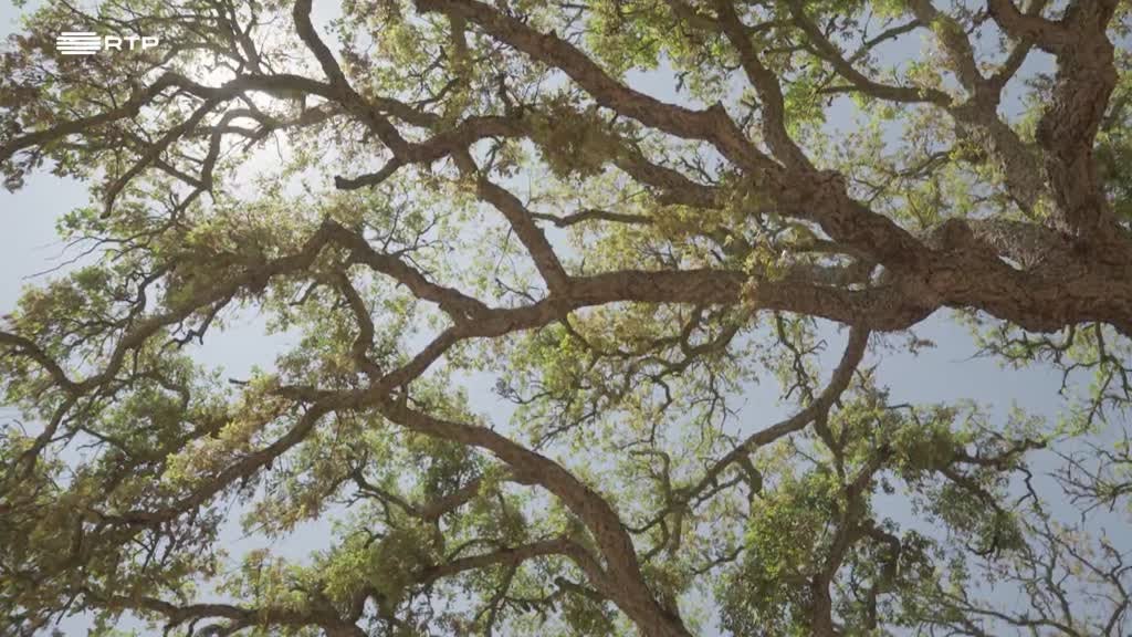 Imagem de As Palavras do Mundo