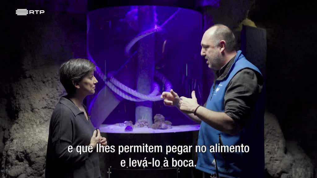 Imagem de As Palavras do Mundo