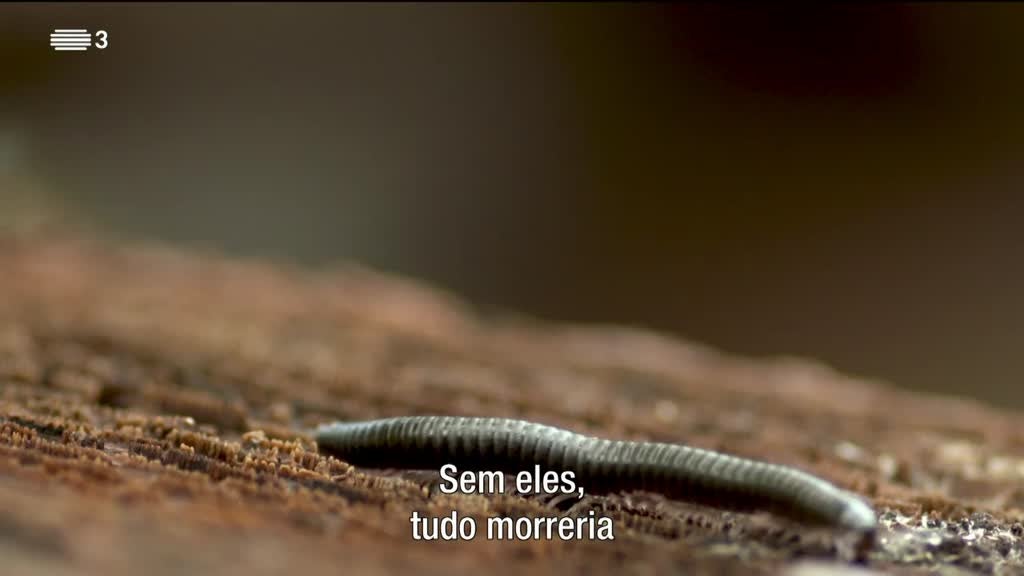 Imagem de As Palavras do Mundo