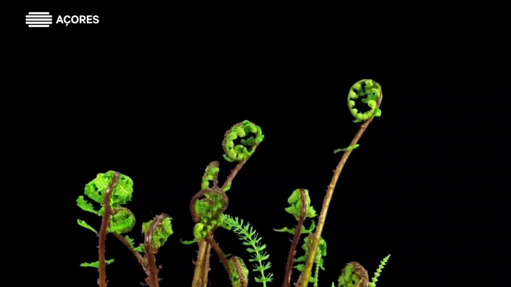 Imagem de Mistérios da Magia - A matemática