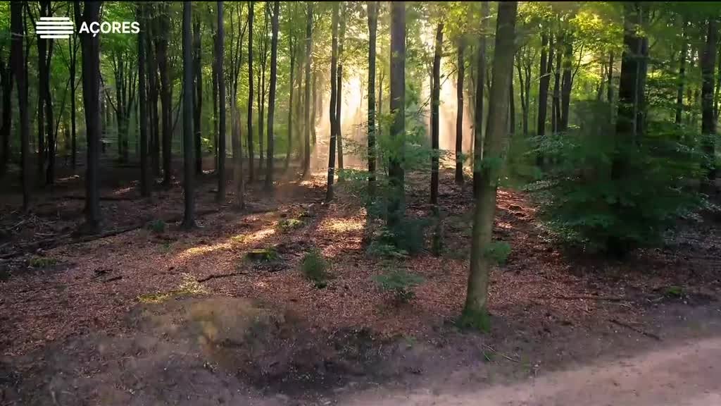 Imagem de Mistérios da Magia - O desenvolvimento humano