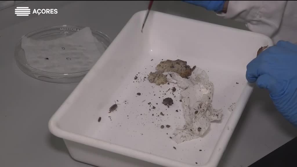 Imagem de Jovens Cientistas dos Açores - Isabel Amorim