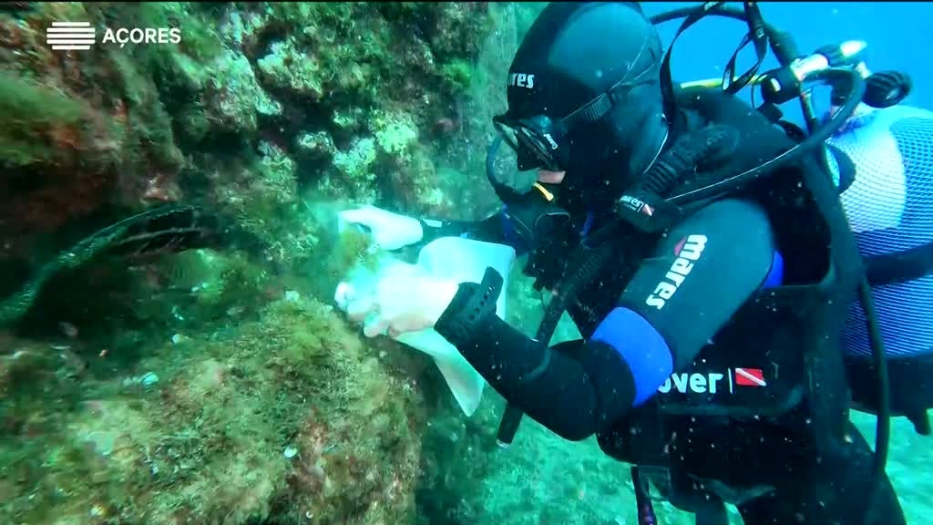 Imagem de Jovens Cientistas dos Açores - Lara Baptista