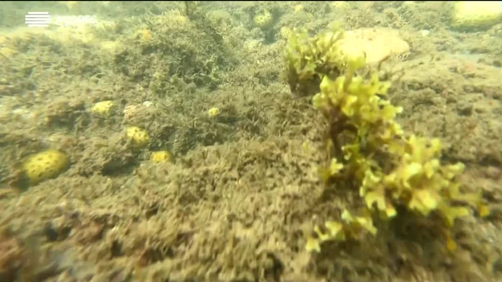 Imagem de Jovens Cientistas dos Açores - Cristina Rebelo