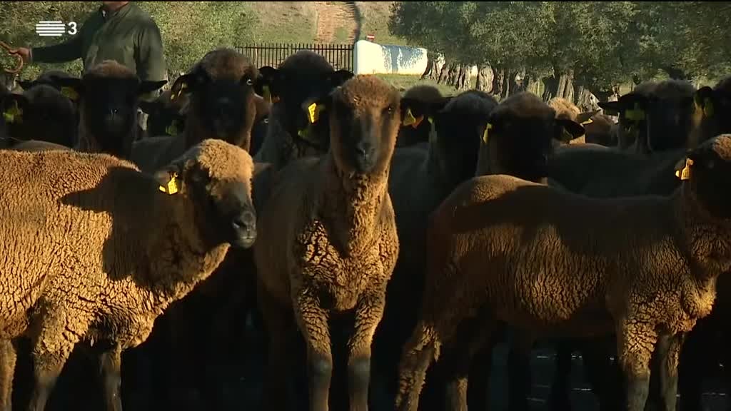 Imagem de Era Uma Vez a Lã