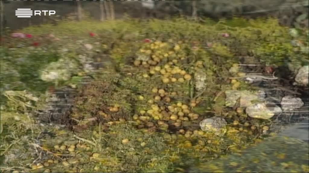 Imagem de A Verde e a Cores