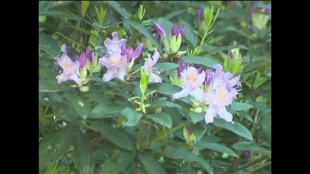 Imagem de A Verde e a Cores