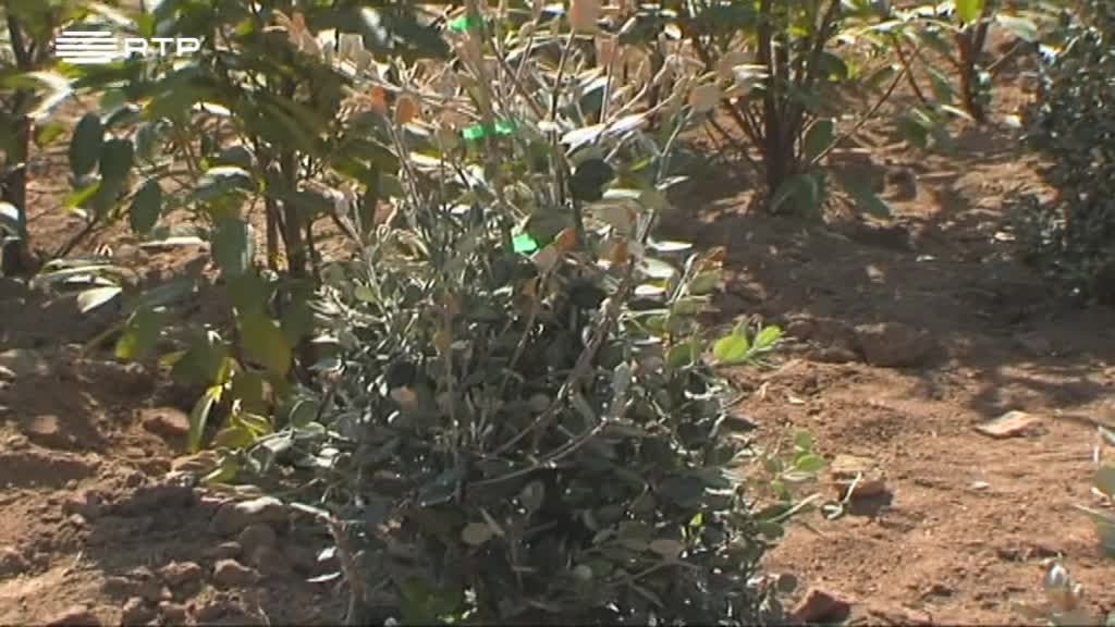 Imagem de A Verde e a Cores