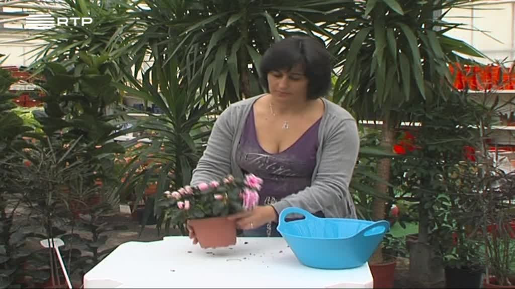 Imagem de A Verde e a Cores