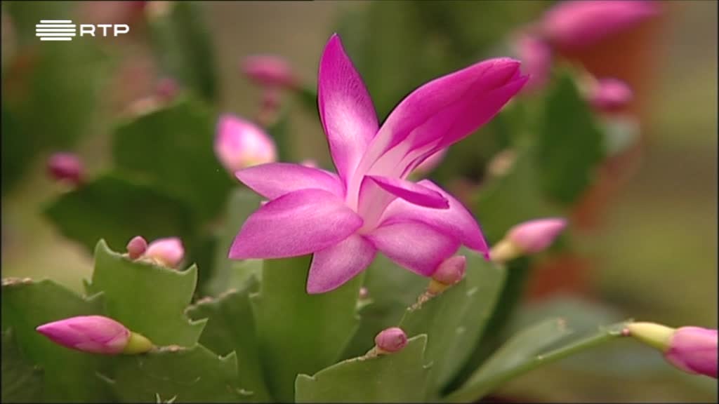 Imagem de A Verde e a Cores