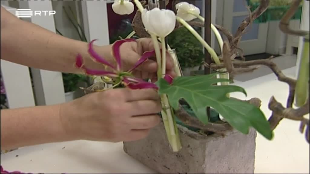 Imagem de A Verde e a Cores