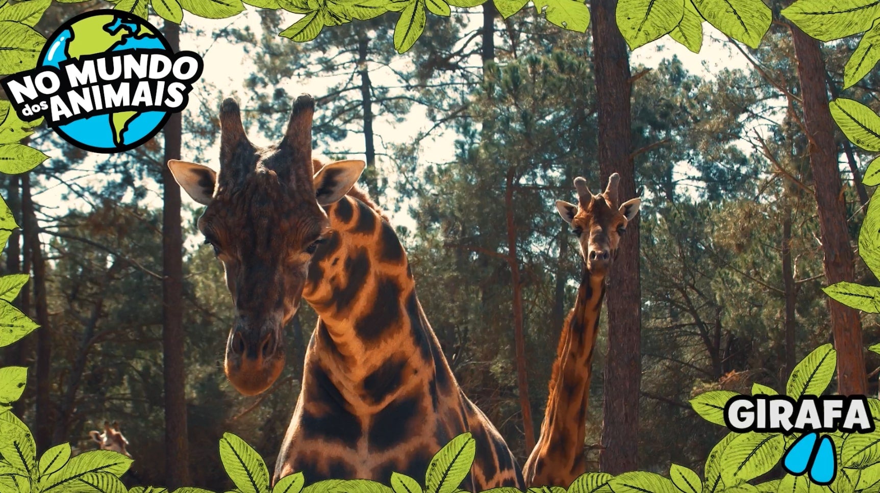 Imagem de No Mundo dos Animais - Girafa