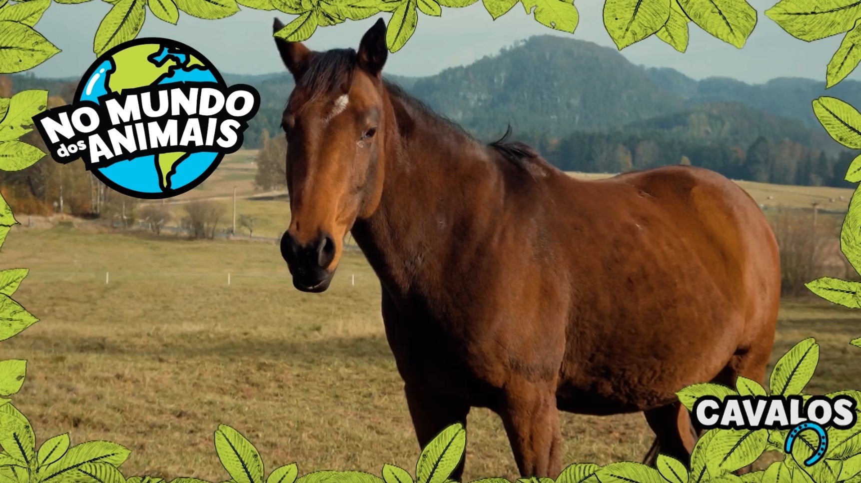 Imagem de No Mundo dos Animais - Cavalo