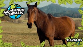 Imagem de No Mundo dos Animais