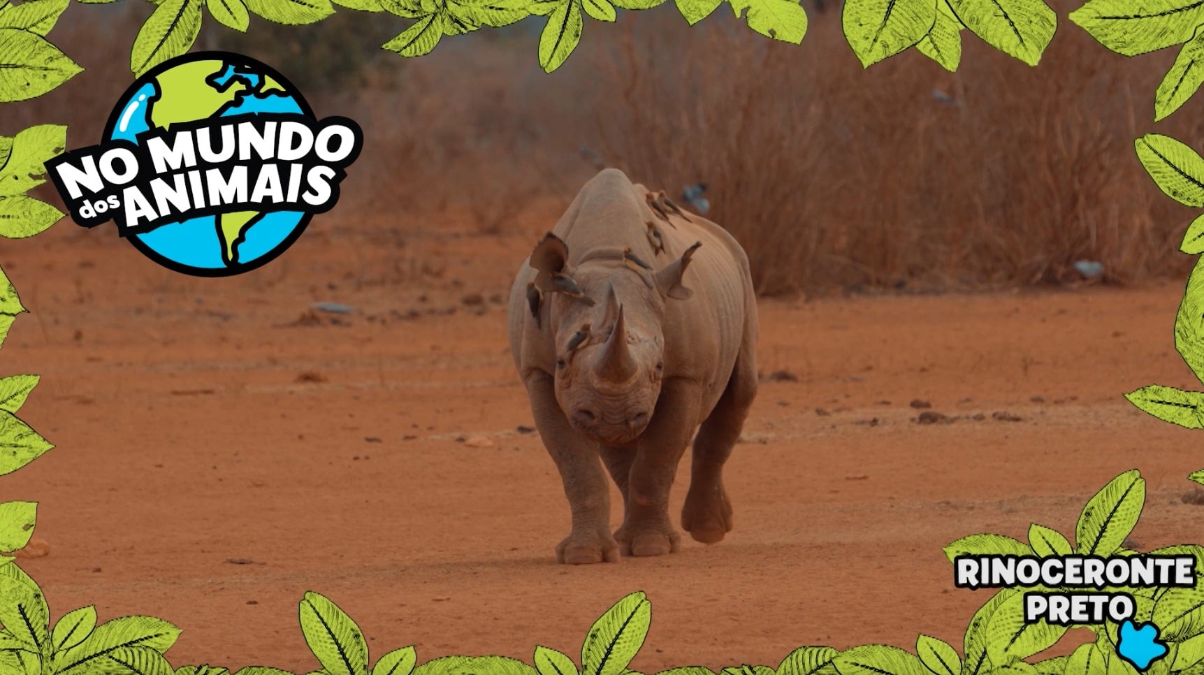 Imagem de No Mundo dos Animais - Rinoceronte