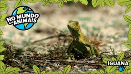 Imagem de No Mundo dos Animais