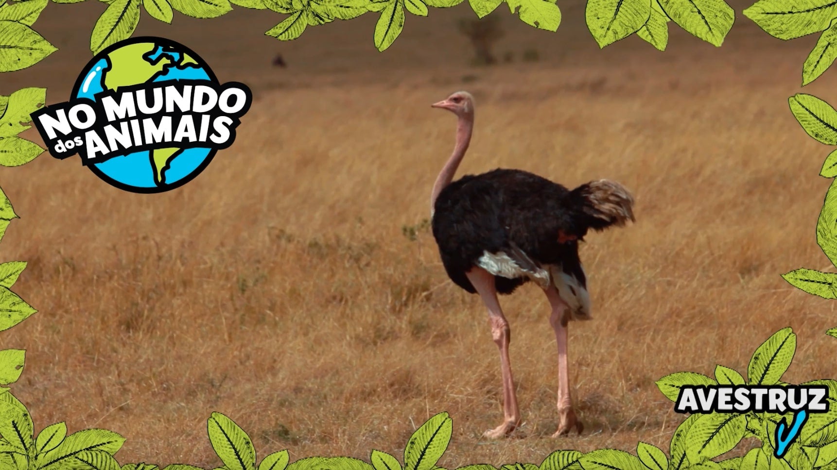 Imagem de No Mundo dos Animais - Avestruz