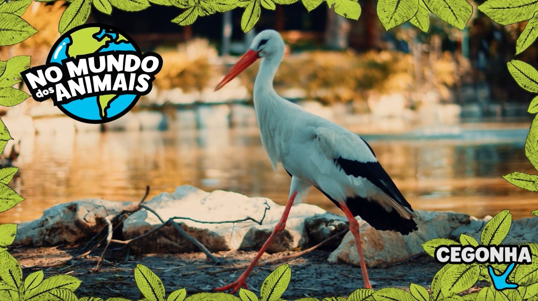 Imagem de No Mundo dos Animais - Cegonha