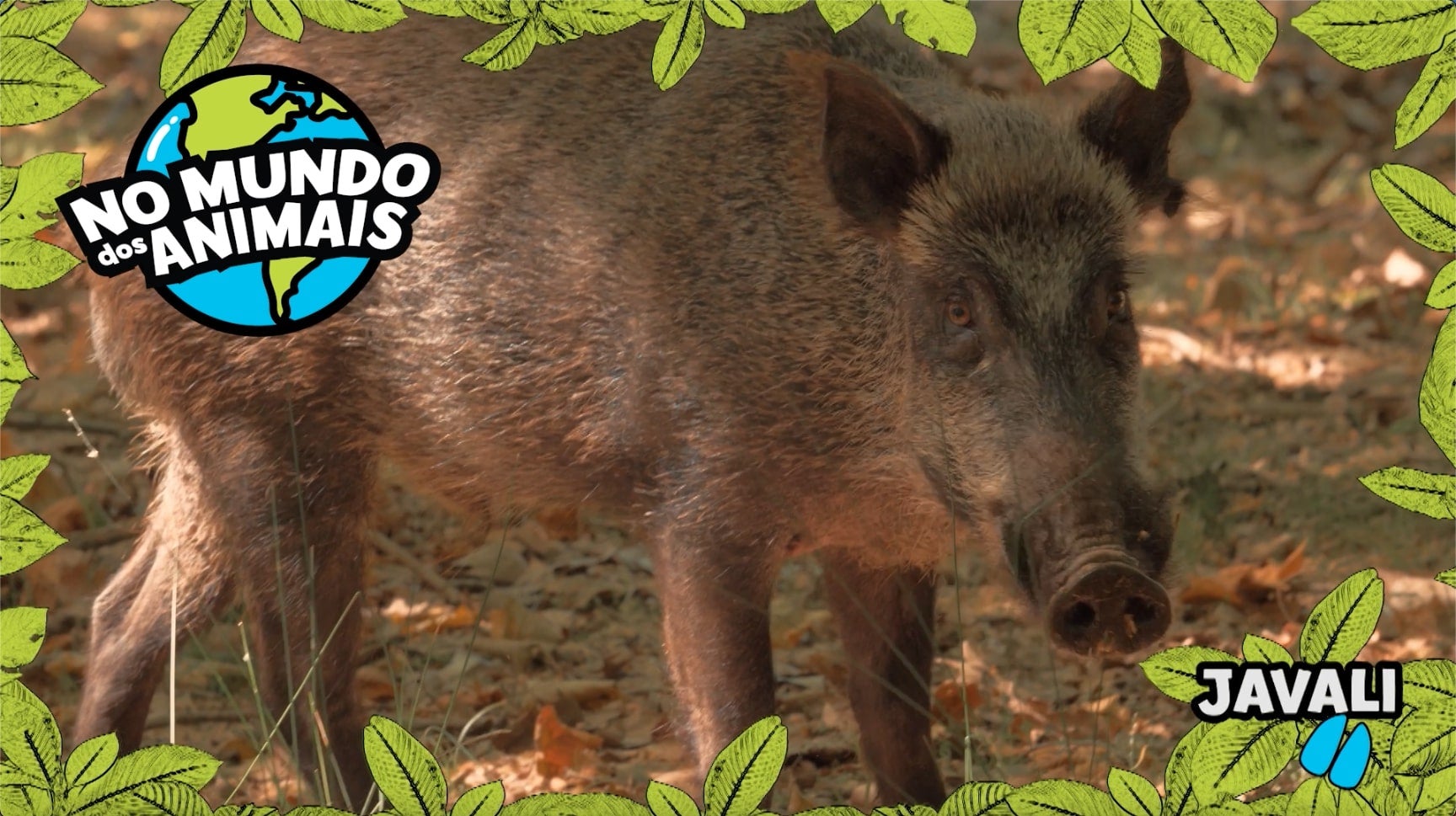 Imagem de No Mundo dos Animais - Javali