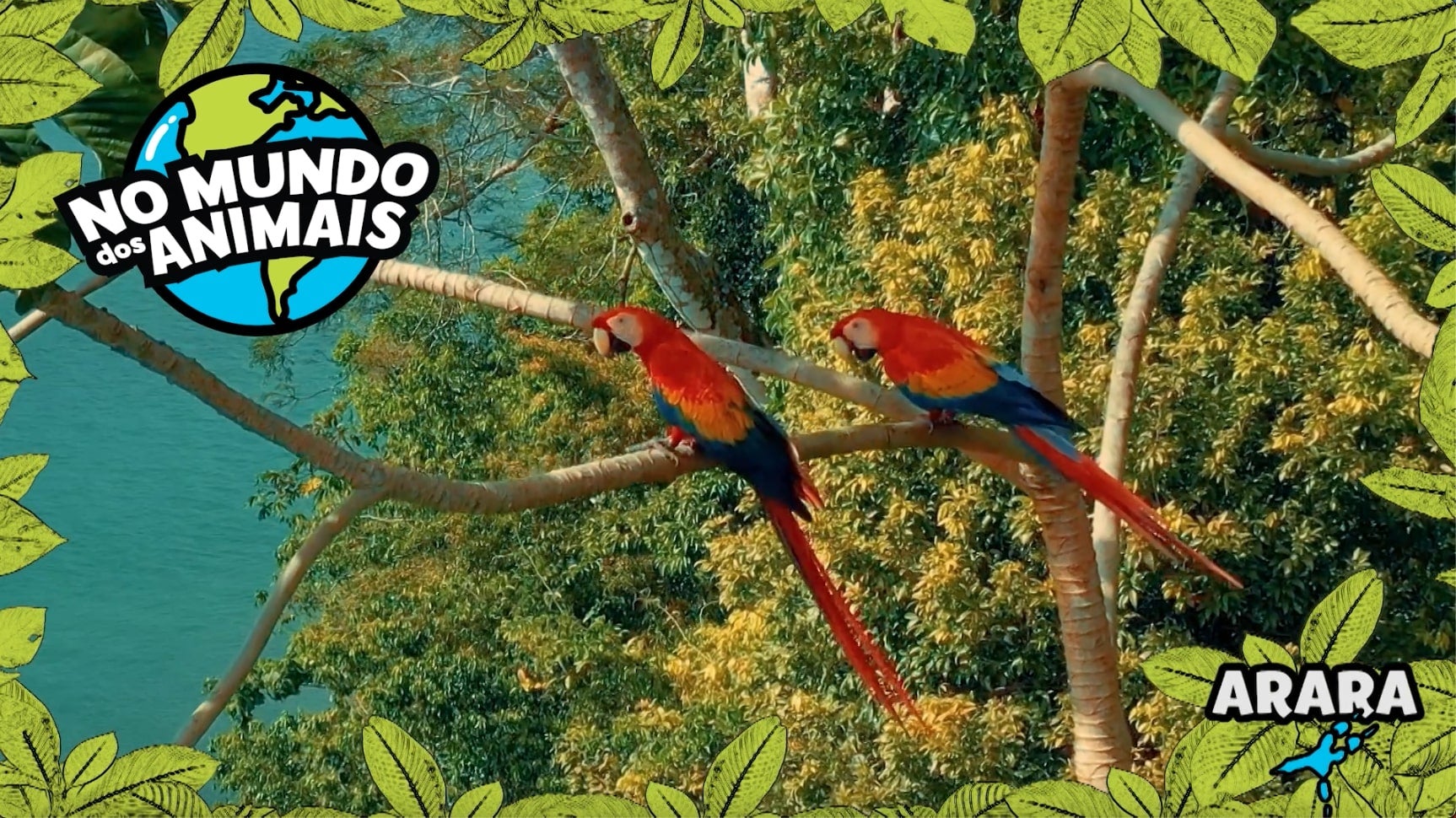 Imagem de No Mundo dos Animais - Arara