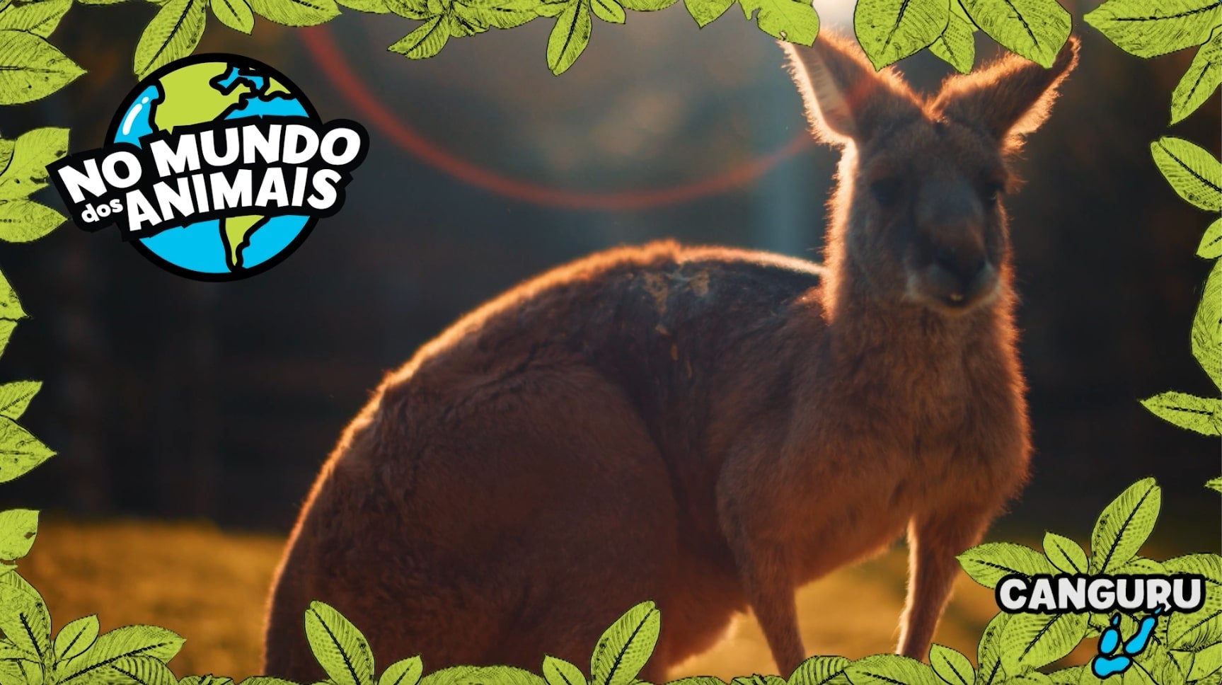 Imagem de No Mundo dos Animais - Canguru