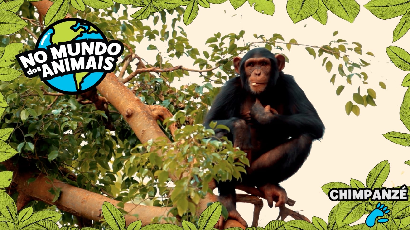 Imagem de No Mundo dos Animais - Chimpanzé