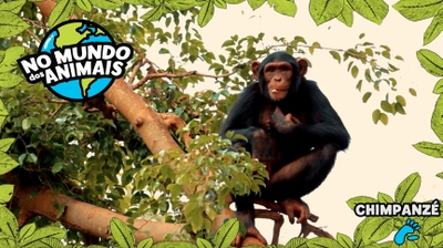 No Mundo dos Animais - Chimpanzé
