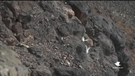 Imagem de Minuto Verde Cabo Verde