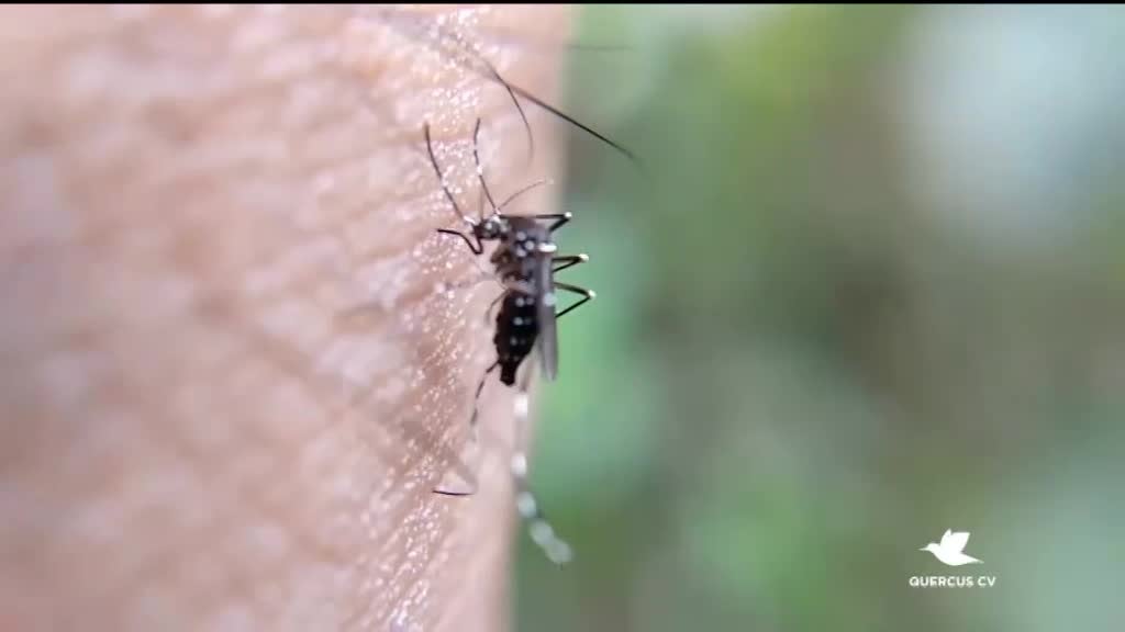 Imagem de Minuto Verde Cabo Verde