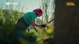 Imagem de Madeira Profunda