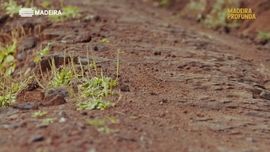 Imagem de Madeira Profunda
