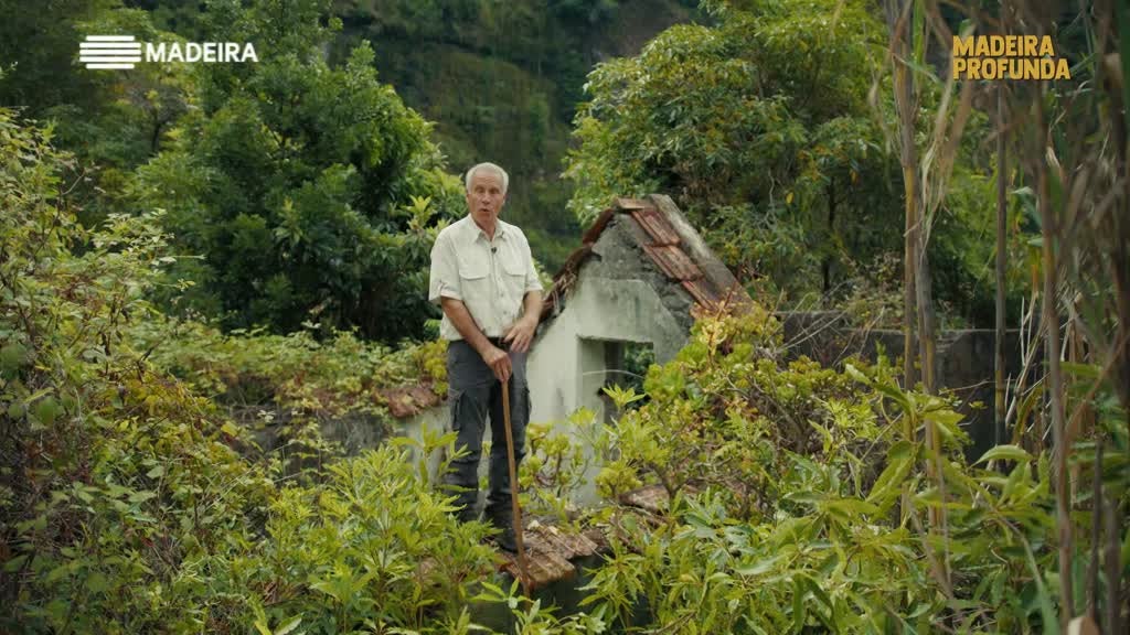 Imagem de Madeira Profunda