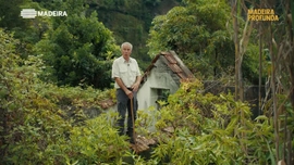 Imagem de Madeira Profunda
