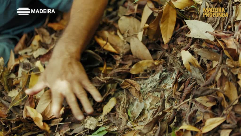 Imagem de Madeira Profunda