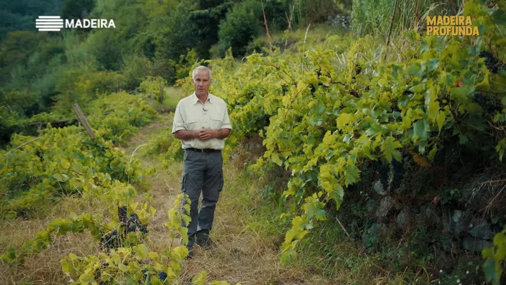 Imagem de Madeira Profunda