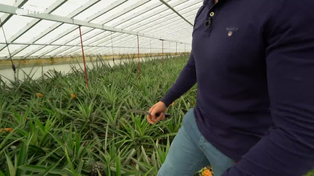 Imagem de Entre o Mar e a Terra - Esta Terra Abençoada Produz Tudo