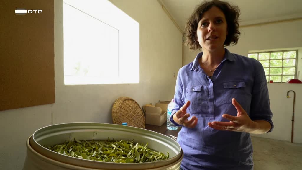 Imagem de Entre o Mar e a Terra - Por Este Rio Acima