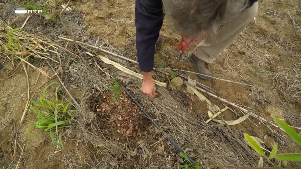 Imagem de Entre o Mar e a Terra - Montado, O Paraíso Terreal