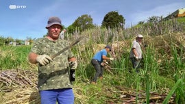 Imagem de Ao Sul, Sal e Sol