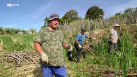 Imagem de Uma Ilha Para Alm de Um Jardim