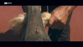 Imagem de Os Tormentos do Linho